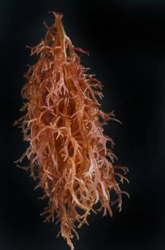 Seaweed Fotos de archivo
