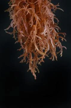 Seaweed Photos