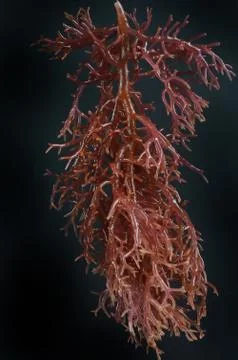 Seaweed Stock Photos