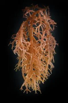 Seaweed 스톡 사진