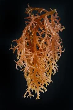 Seaweed Stock Photos