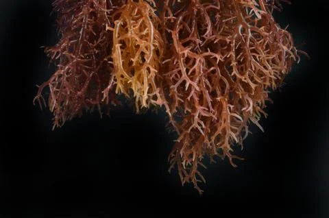 Seaweed Stock Photos