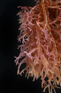 Seaweed 写真素材