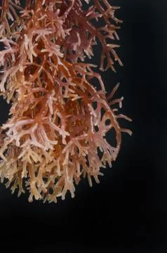 Seaweed Stock Photos