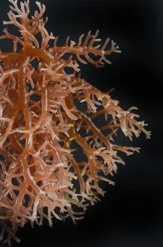 Seaweed Stock Photos