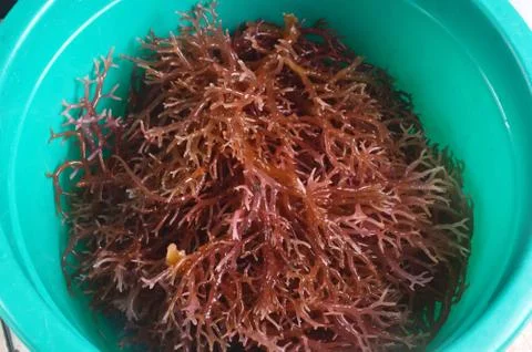 Seaweed Stockfoto's