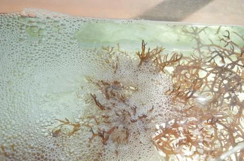 Seaweed 库存照片