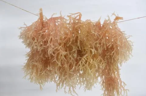 Seaweed Фото