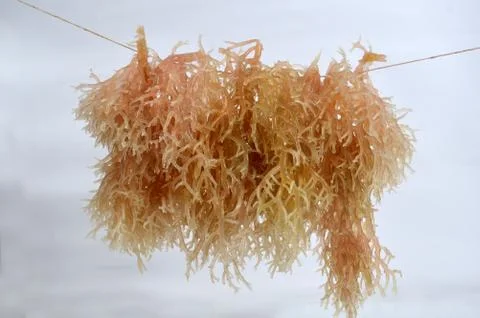 Seaweed Stock Photos