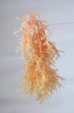 Seaweed Photos