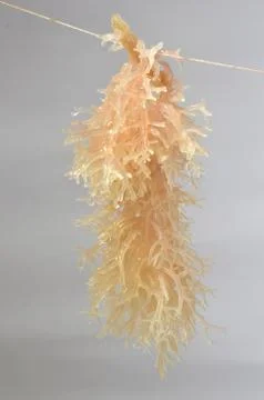 Seaweed Stock Photos