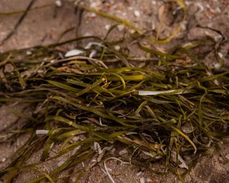 Seaweed Foto stock