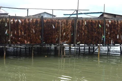 Seaweed Stock Photos