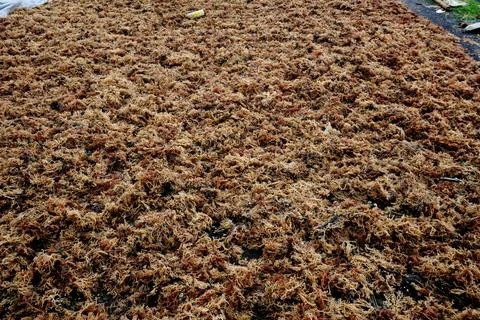 Seaweed 库存照片