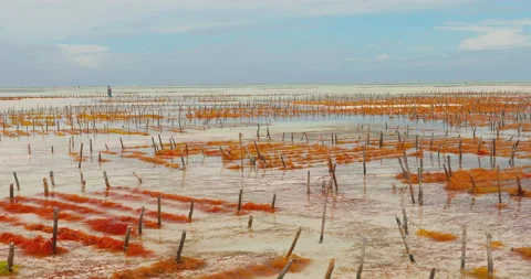 Seaweed plantations beneath clouds on the Indian Ocean Vídeo Stock 145203553