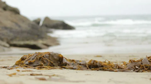 Seaweed rack focus to beach waves Video stock 39221250