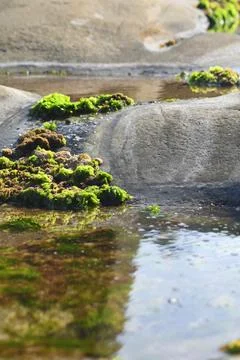 Seaweed reflected in a rock pool. Stock Photos