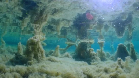 Seaweed reflected on sea surface Stock Footage 231861333