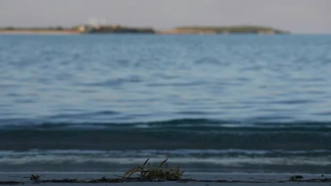 Seaweed Resting on Sand Stock Footage 305957504
