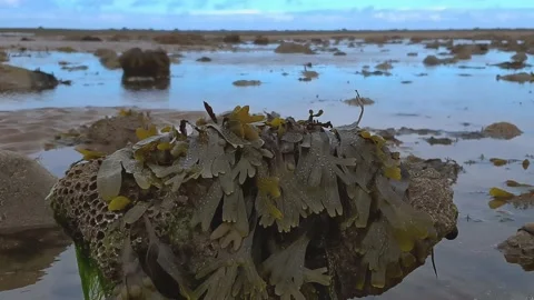 Seaweed on a rock Stockbeeldmateriaal 202068331