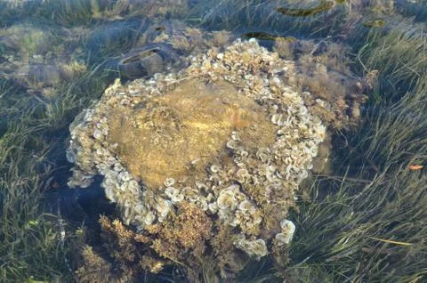Seaweed on a rock Stock Photos