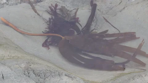 Seaweed in Rock Pool Stock Footage 167139875