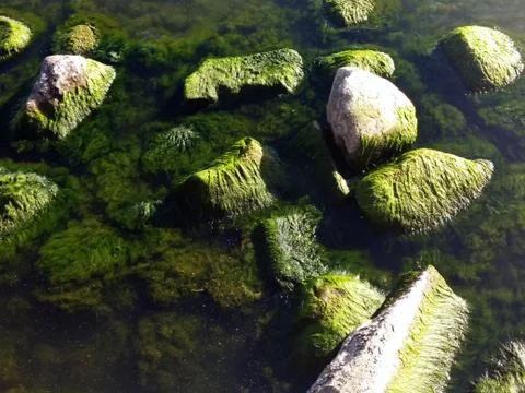 Seaweed on rocks at beach Foto stock