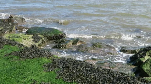 Seaweed on rocks Stock Footage 49290361