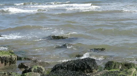 Seaweed on rocks Stock Footage 49290537
