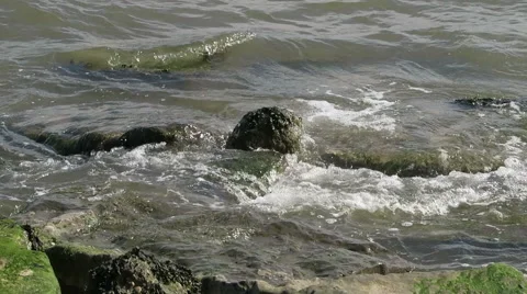 Seaweed on rocks Stock Footage 49290640