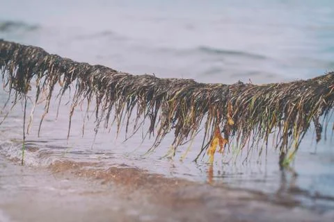 Seaweed on a rope 库存照片