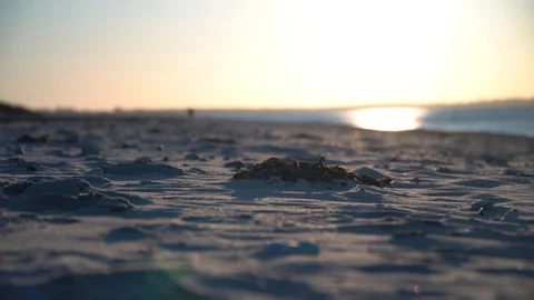 Seaweed in sand on beach Stock Footage 127934542