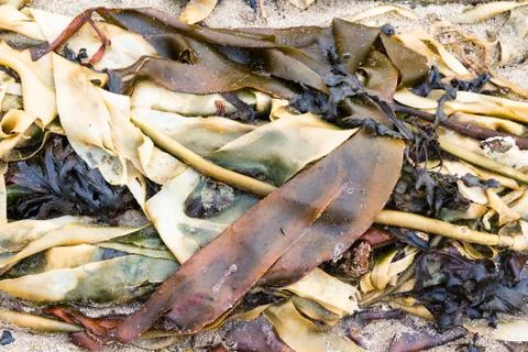 Seaweed on sand beach Stock Photos