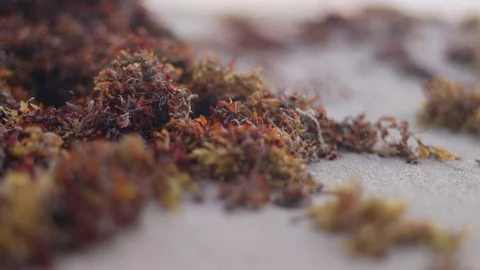 Seaweed on the Sand Stock Footage 84322335