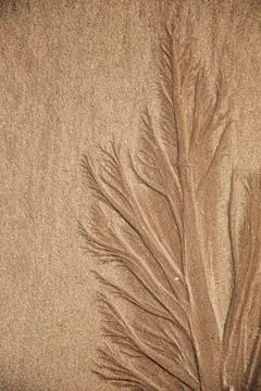 Seaweed in the Sand Foto stock