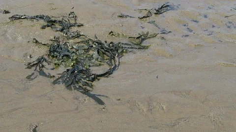 Seaweed on sandy beach Stock Footage 52097108