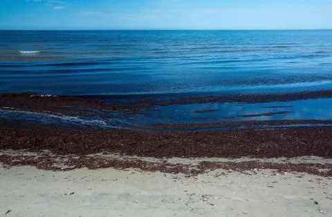 Seaweed on sandy beach Stock Photos