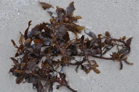 Seaweed on the sandy beach Stock Photos