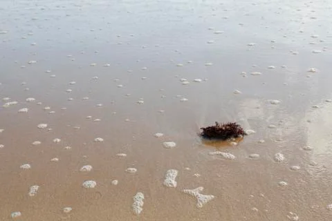 Seaweed on a sandy bottom Stock Photos