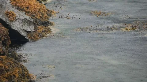 Seaweed in the sea Stock Footage 40056240