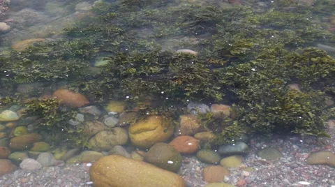 Seaweed in the sea Stock Footage 55229623