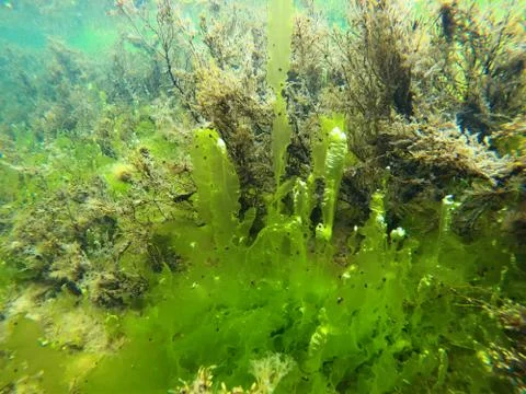Seaweed in the sea Stock Photos