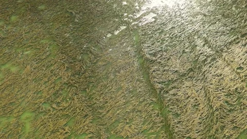 Seaweed on the sea surface Stock Footage 236514938