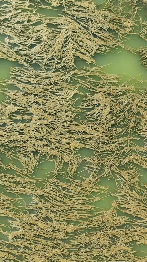 Seaweed on the sea surface Stock Footage 252482332