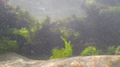 Seaweed on the seabed Stock Footage 146865024