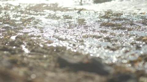 Seaweed on the seashore. Stock Footage 117822578
