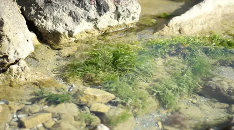 Seaweed in Shallow Stock Footage 51014969