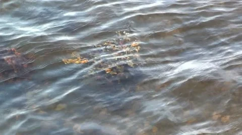 Seaweed in shallow sea Stock Footage 44556050