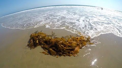 Seaweed On Shore Video stock 94752982