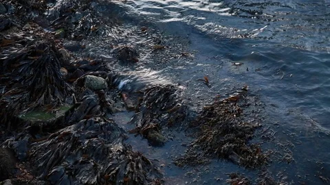 Seaweed by the shore Stock Footage 114927073